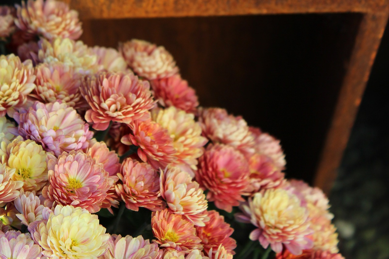 aster flower blossom free photo