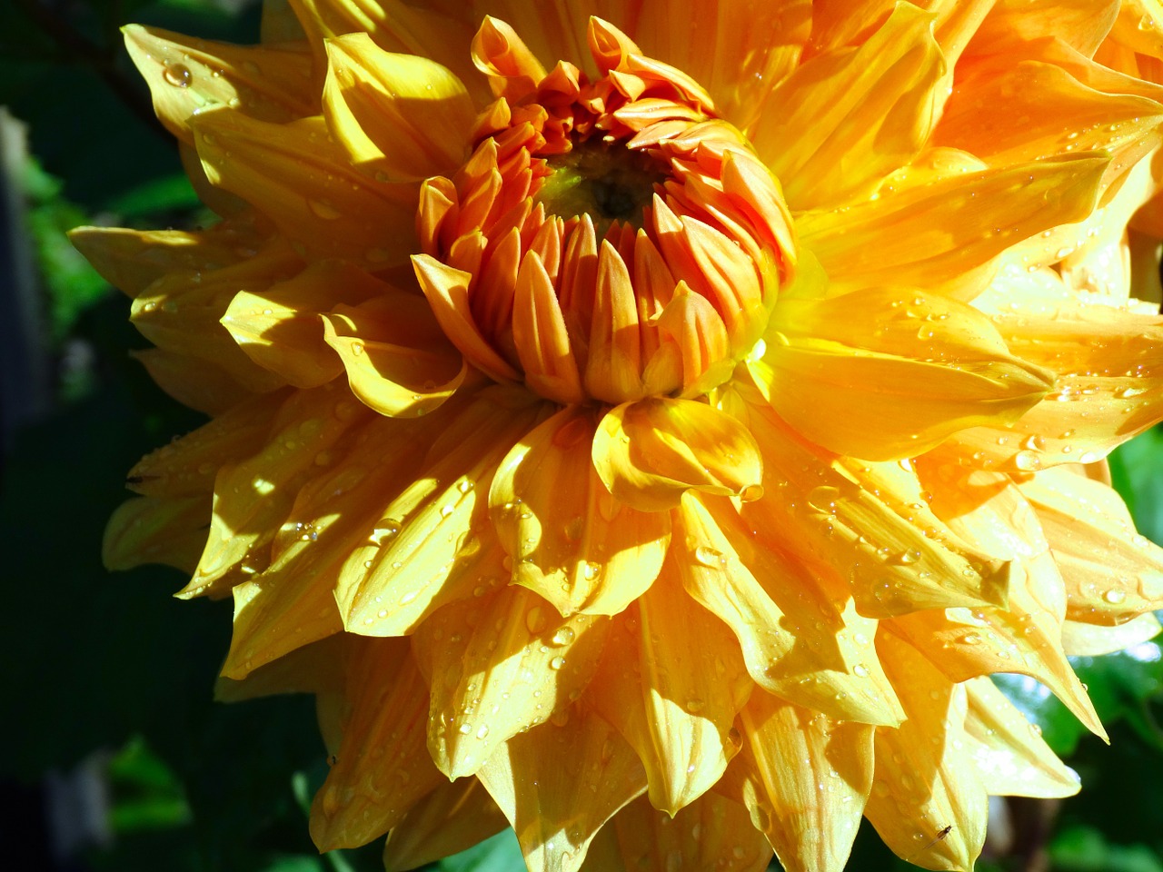 aster flower blossom free photo