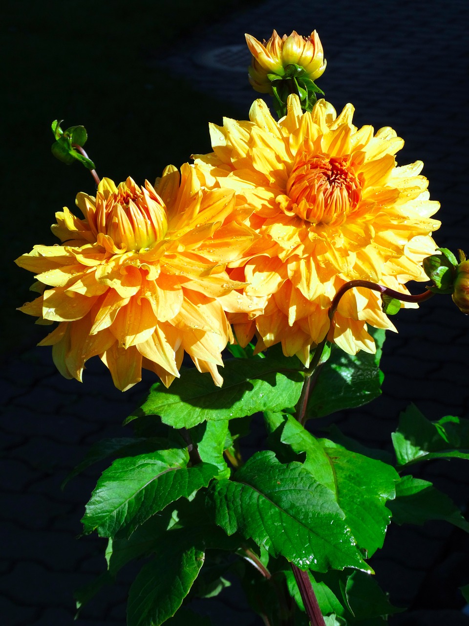 aster flower blossom free photo