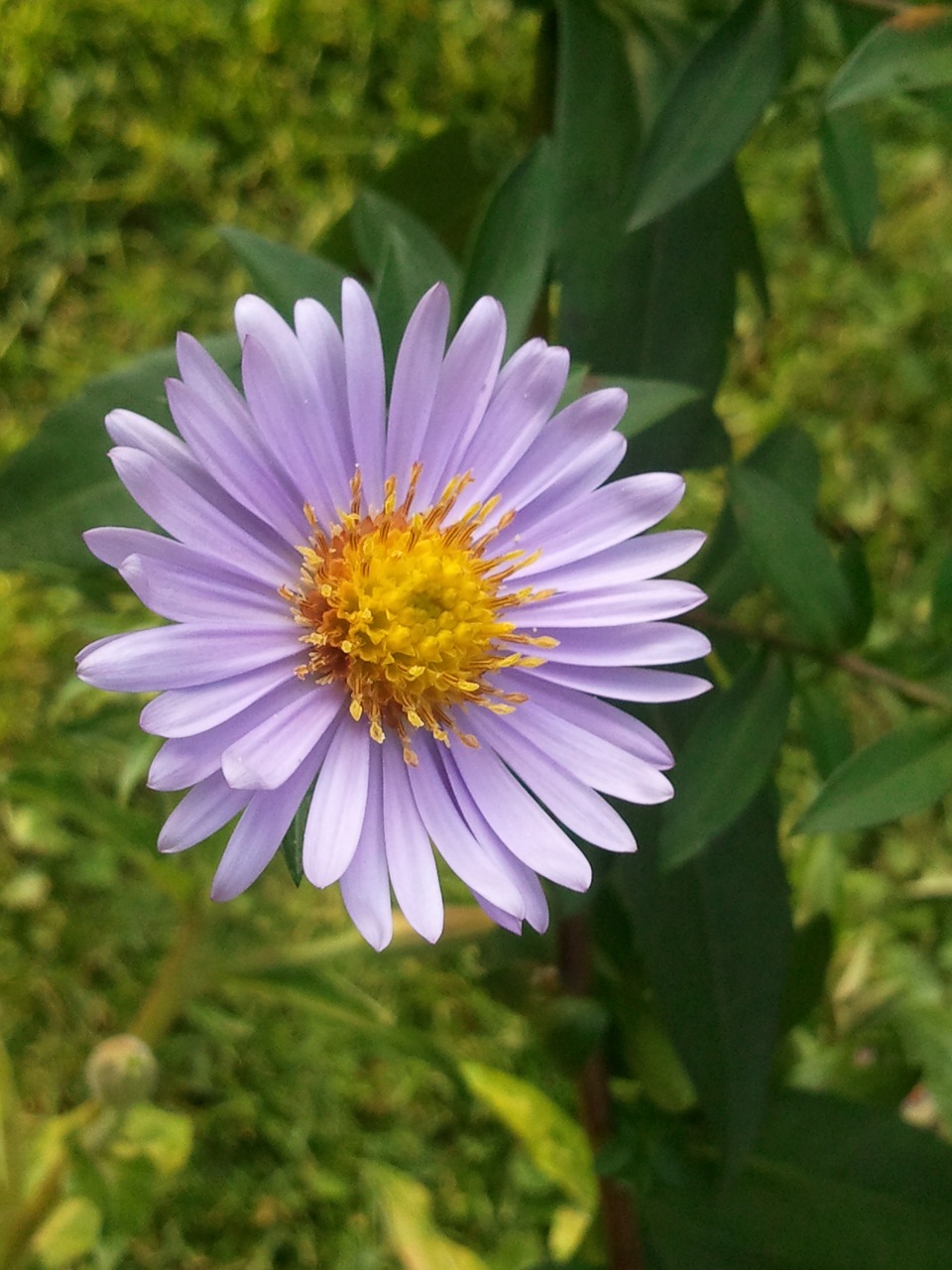 aster wild flower yellow free photo