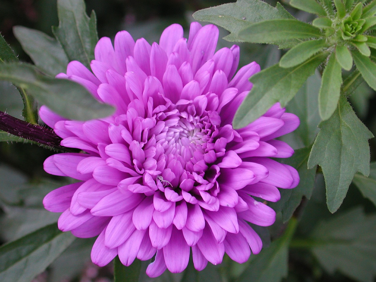 aster flower purple free photo