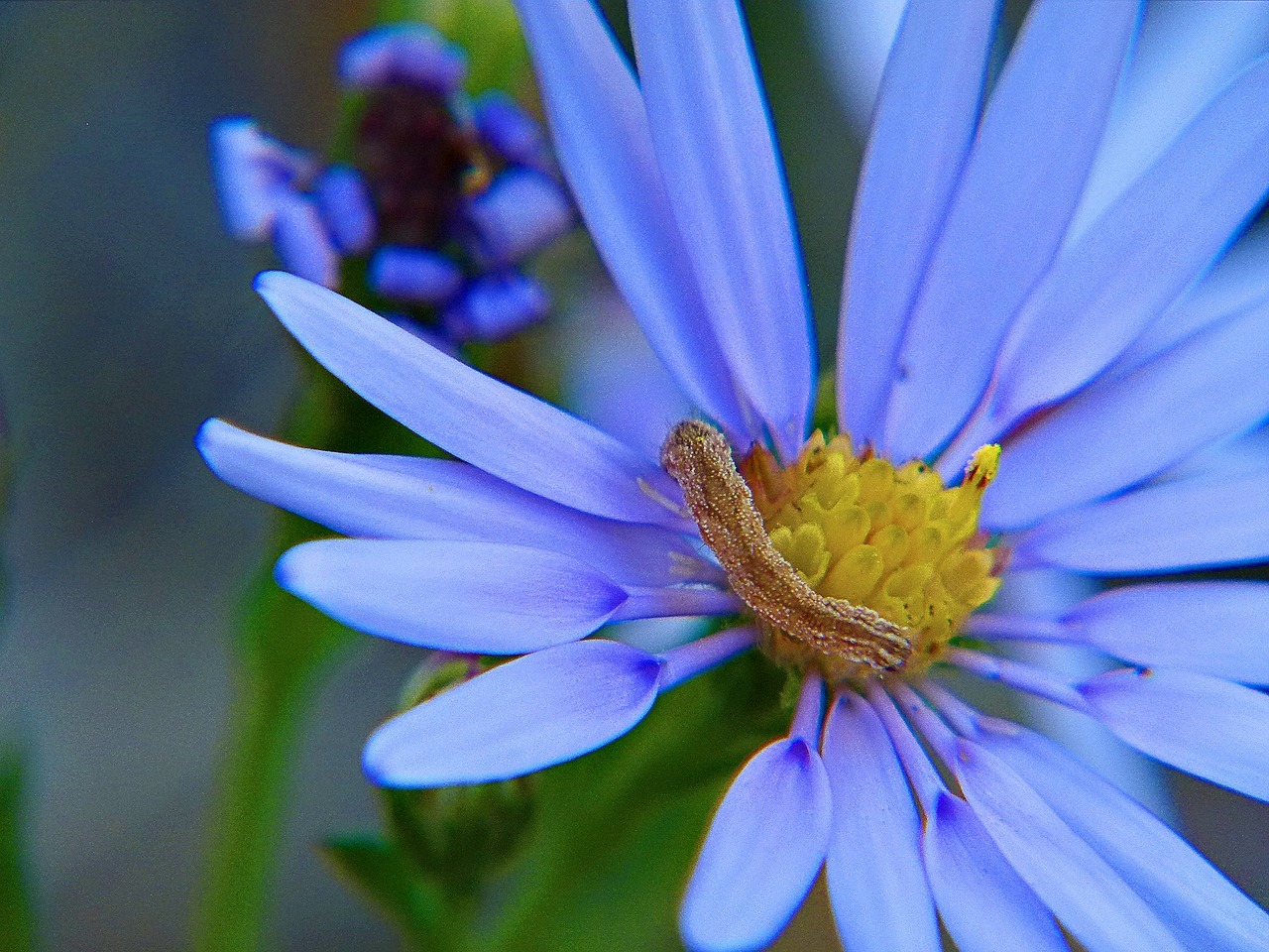 aster flower blue free photo