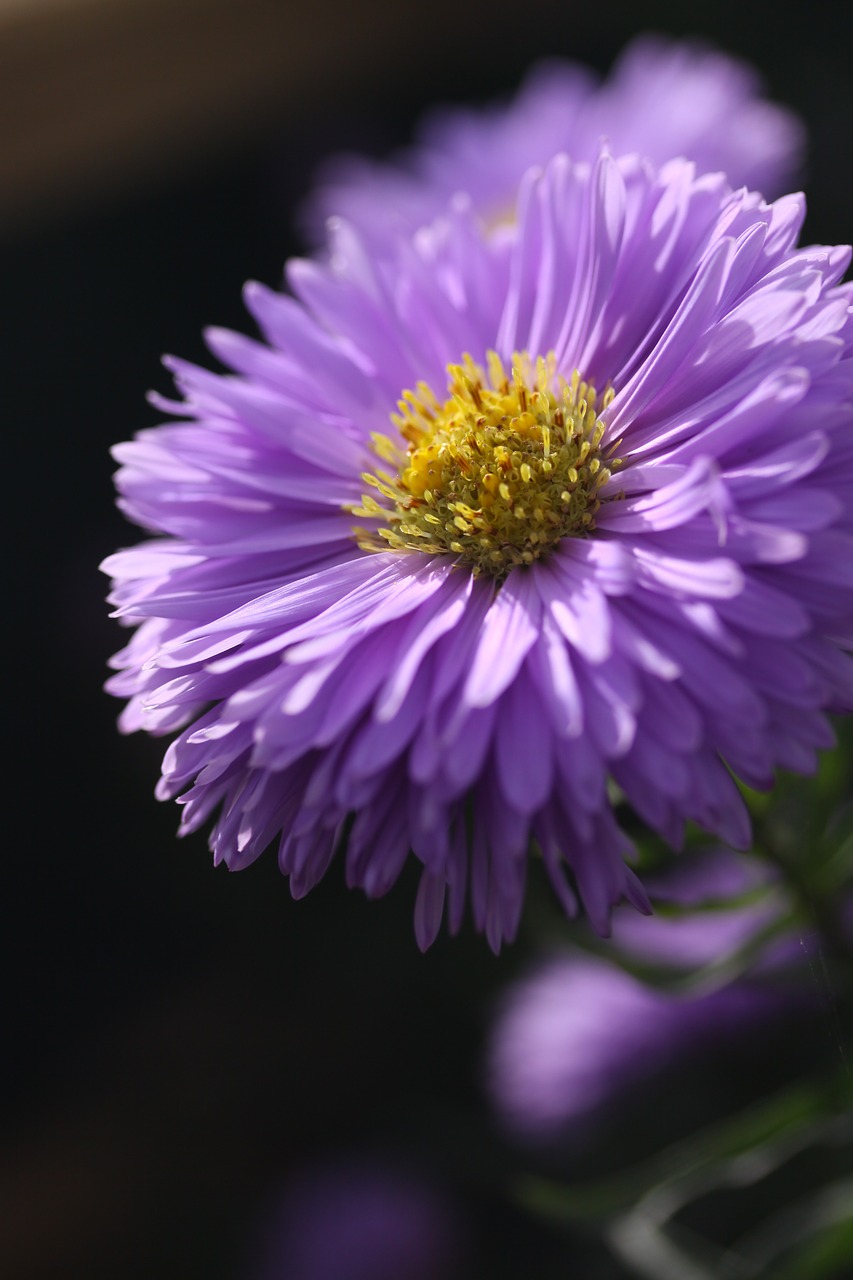 aster flower purple free photo