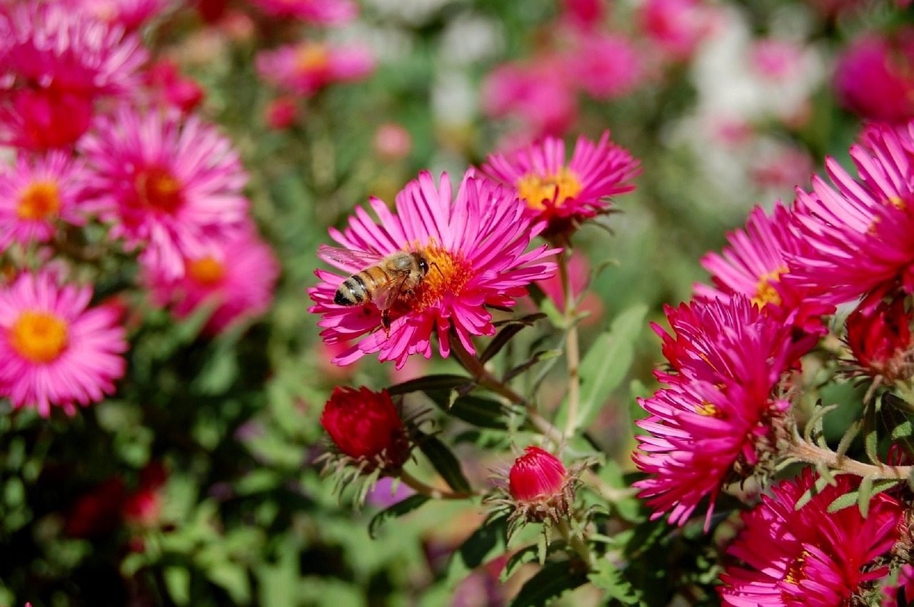 aster pink bees free photo