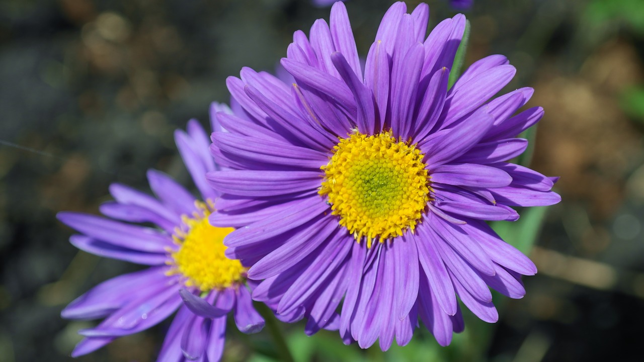 aster flower purple free photo