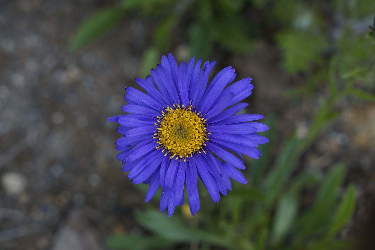 aster flower blossom free photo