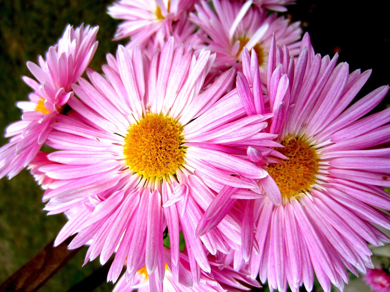 aster flowers bring free photo