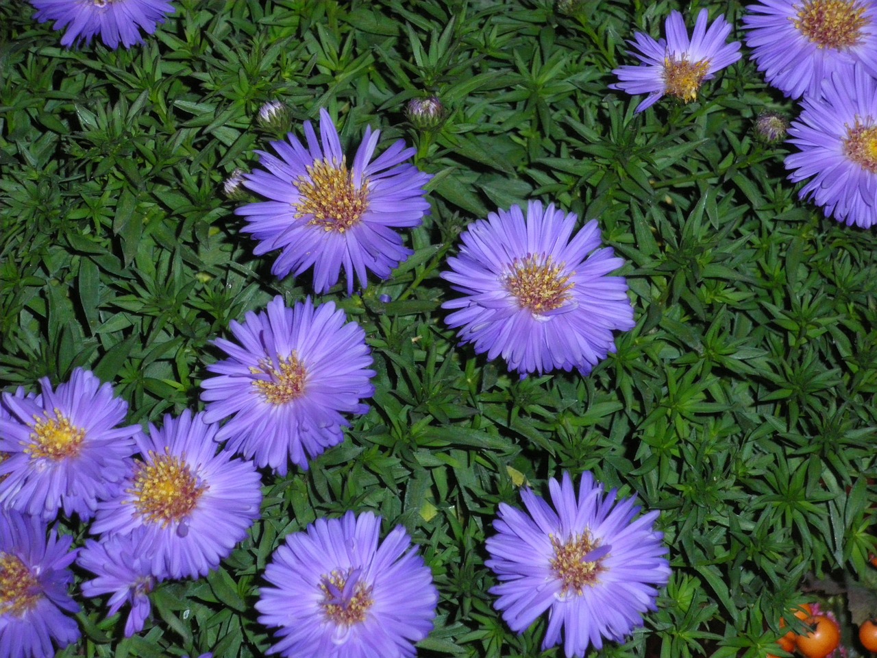 aster autumn asters free photo
