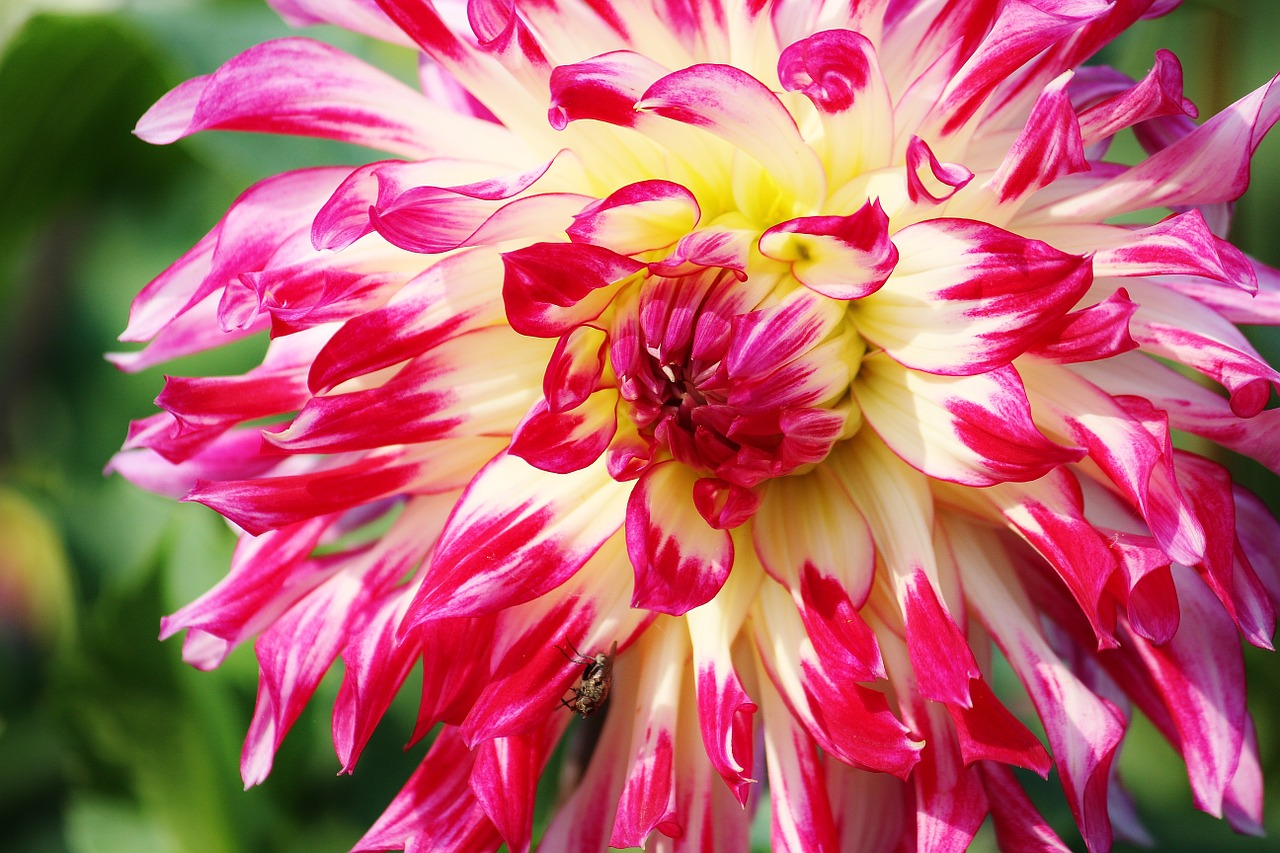 aster flower bloom free photo