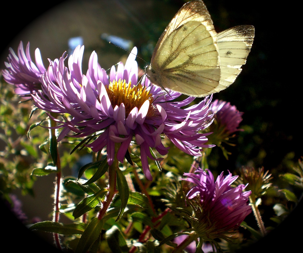 aster butterfly insect free photo