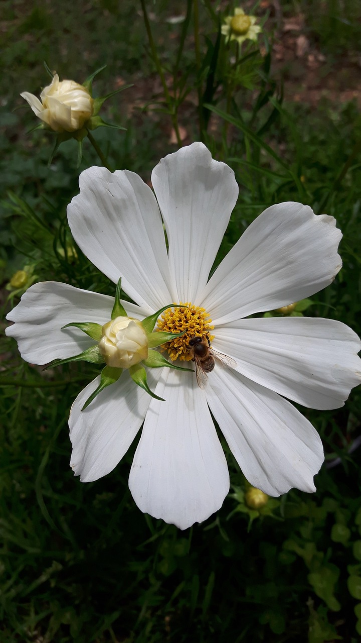 aster flower  flower  bee free photo