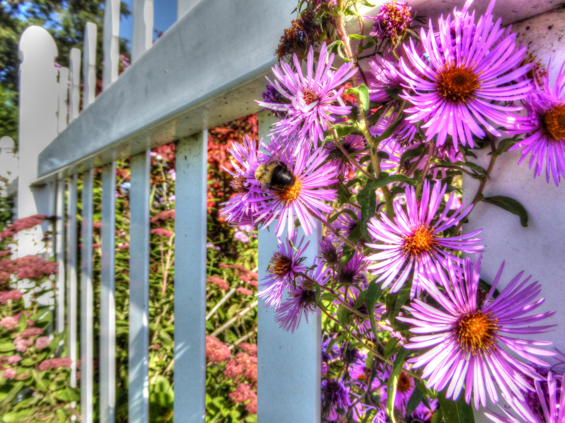 aster aster flowers flowers free photo