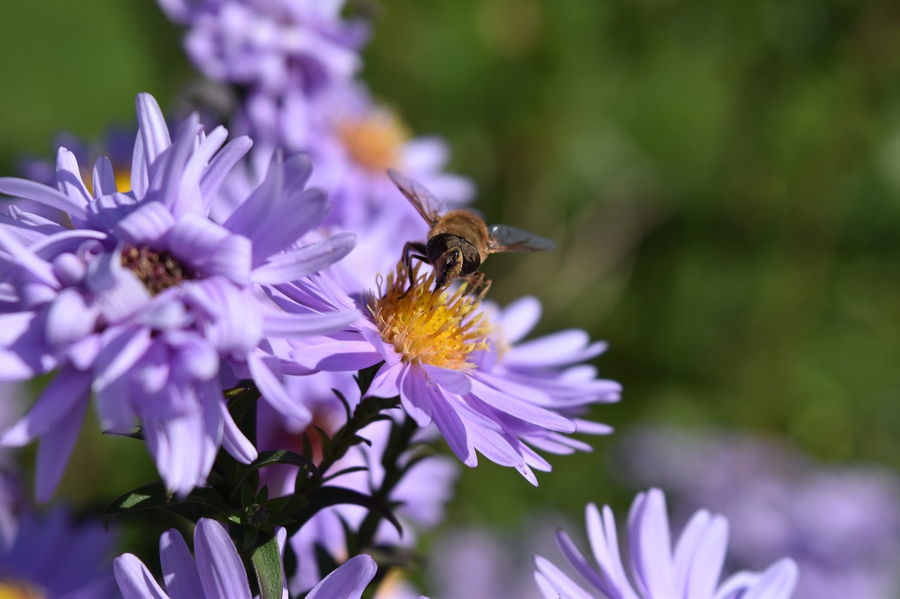 aster frikartii daisies aster free photo