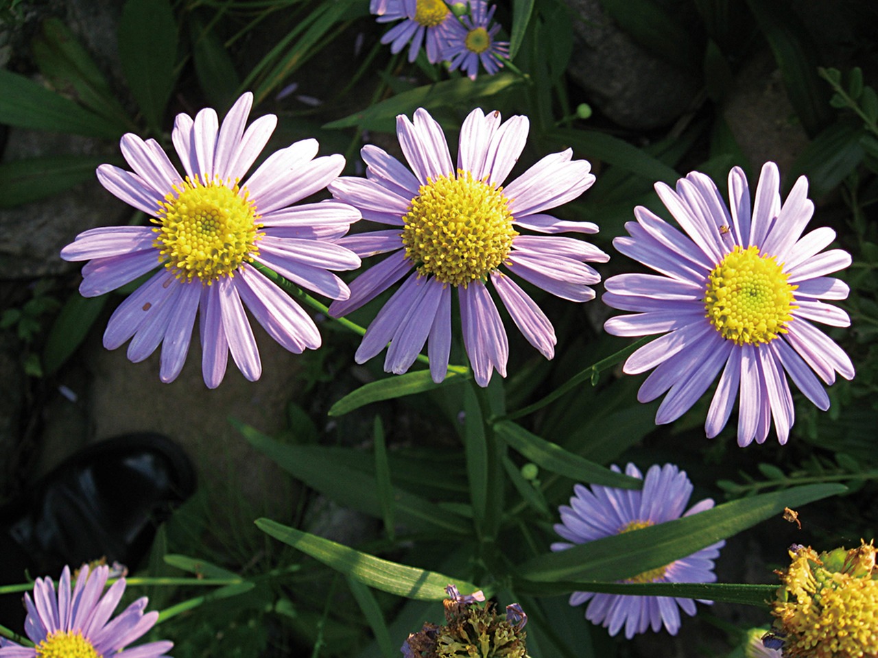 aster koraiensis flowers republic of korea free photo