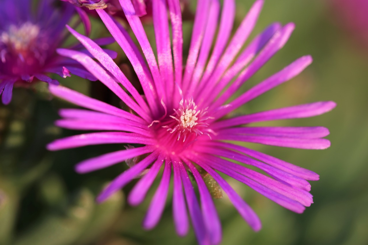 aster novae angliae rose summer free photo