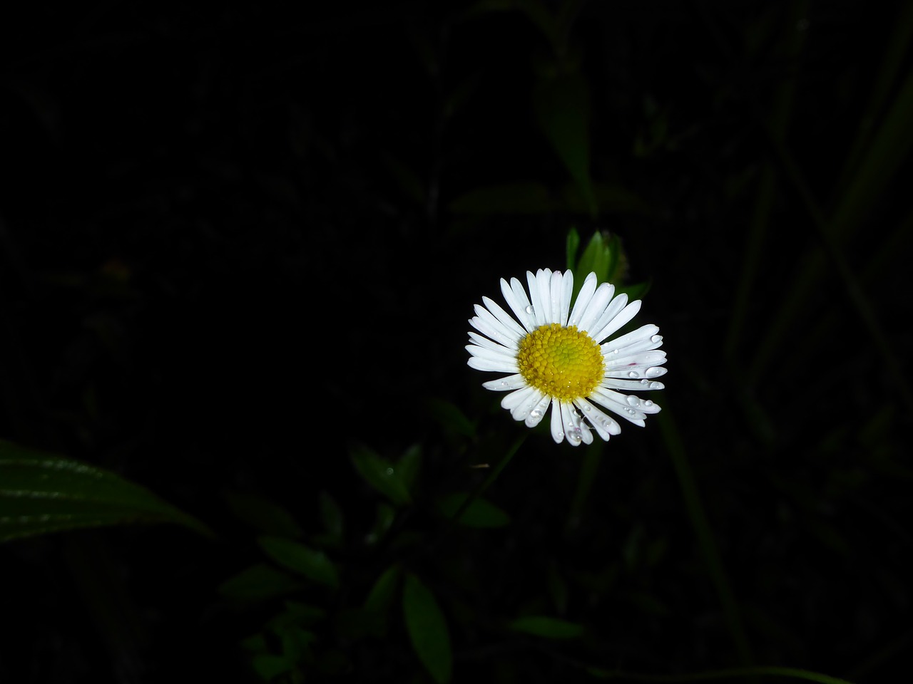asteracea flower plant free photo