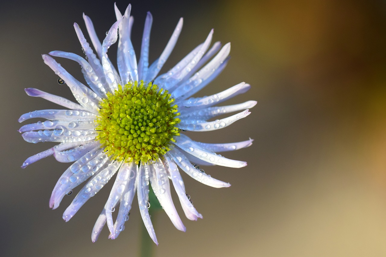 asteraceae ticket aster blossom free photo