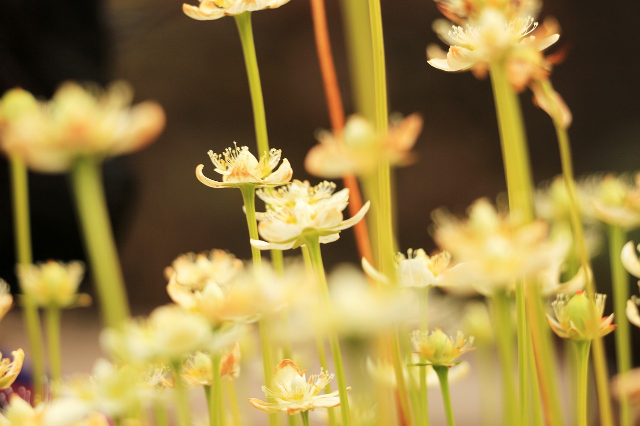 asteraceae wildflower flowers free photo