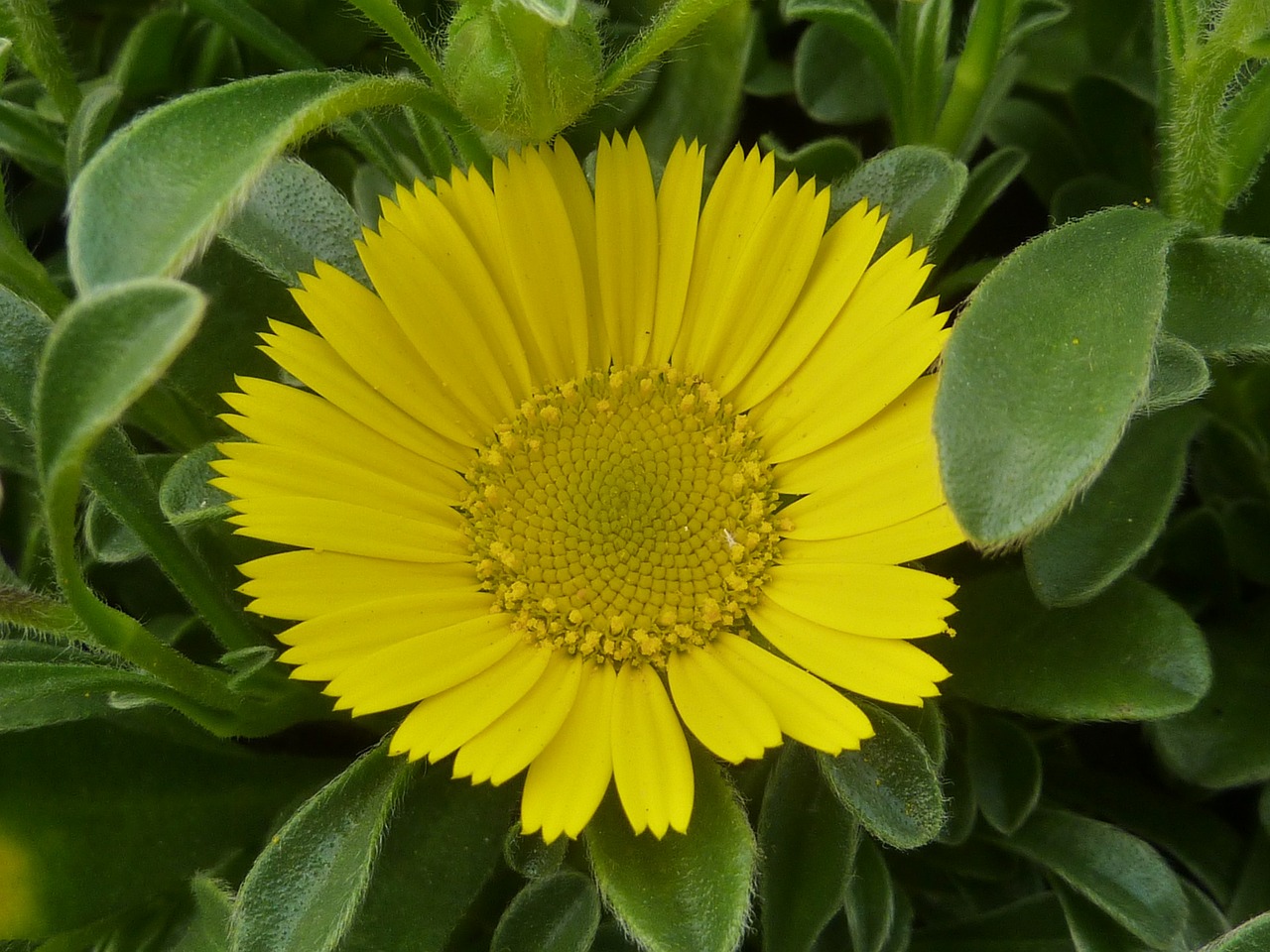 astericus yellow plant free photo