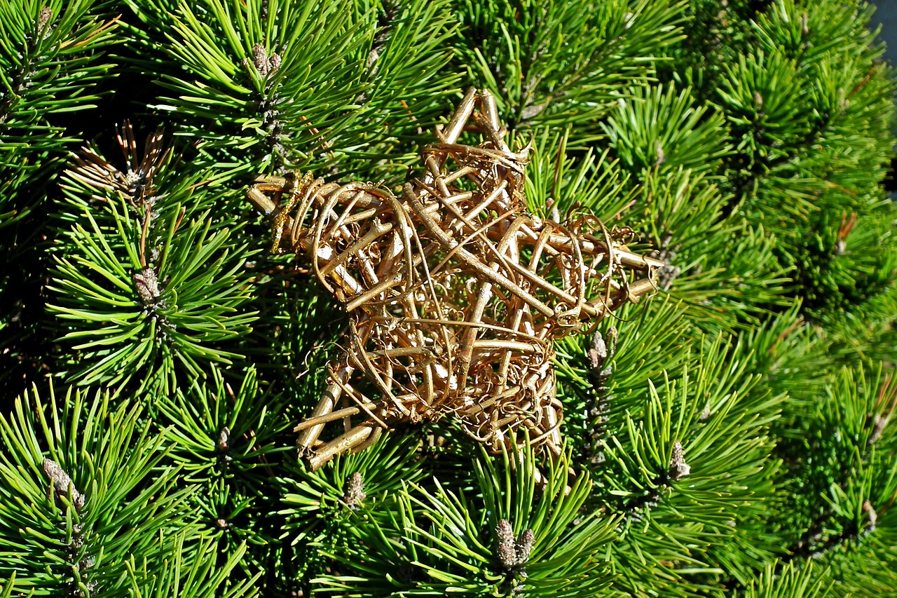 asterisk  christmas tree  christmas free photo