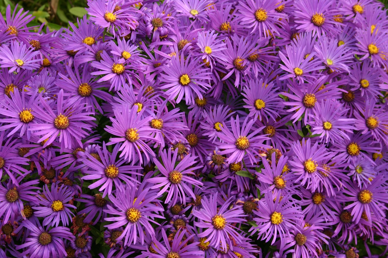 asters flowers purple free photo