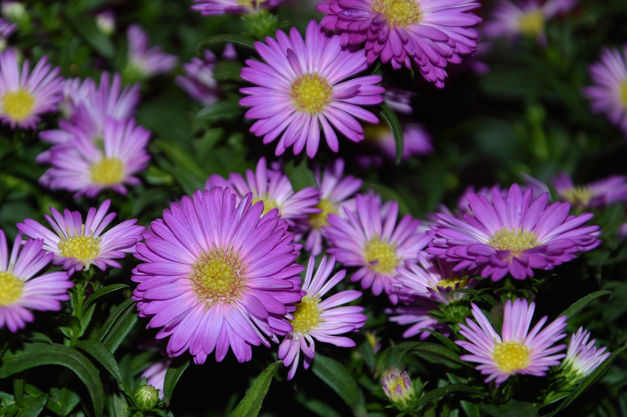 asters herbstastern garden free photo