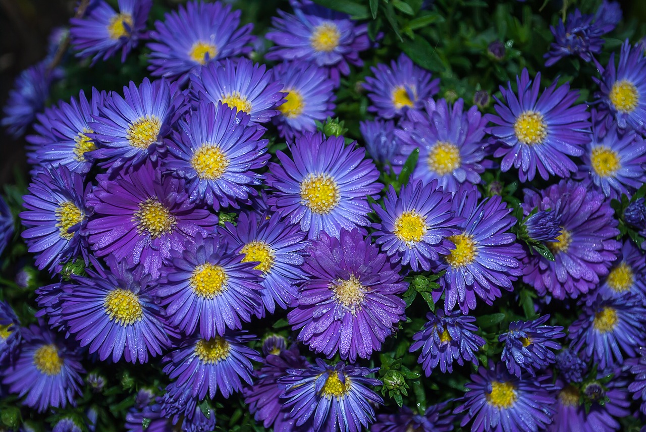 asters plant garden free photo