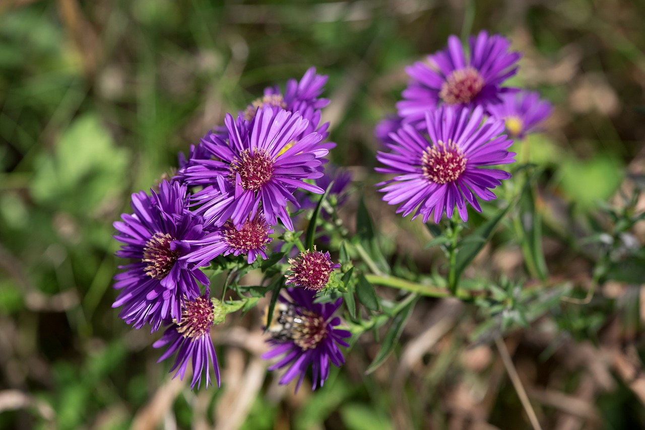 asters herbstastern fall asters free photo