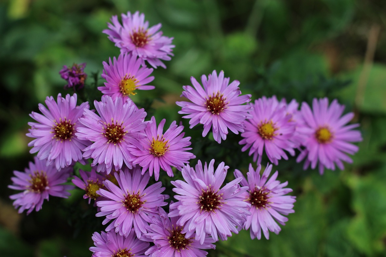 asters purple flower free photo