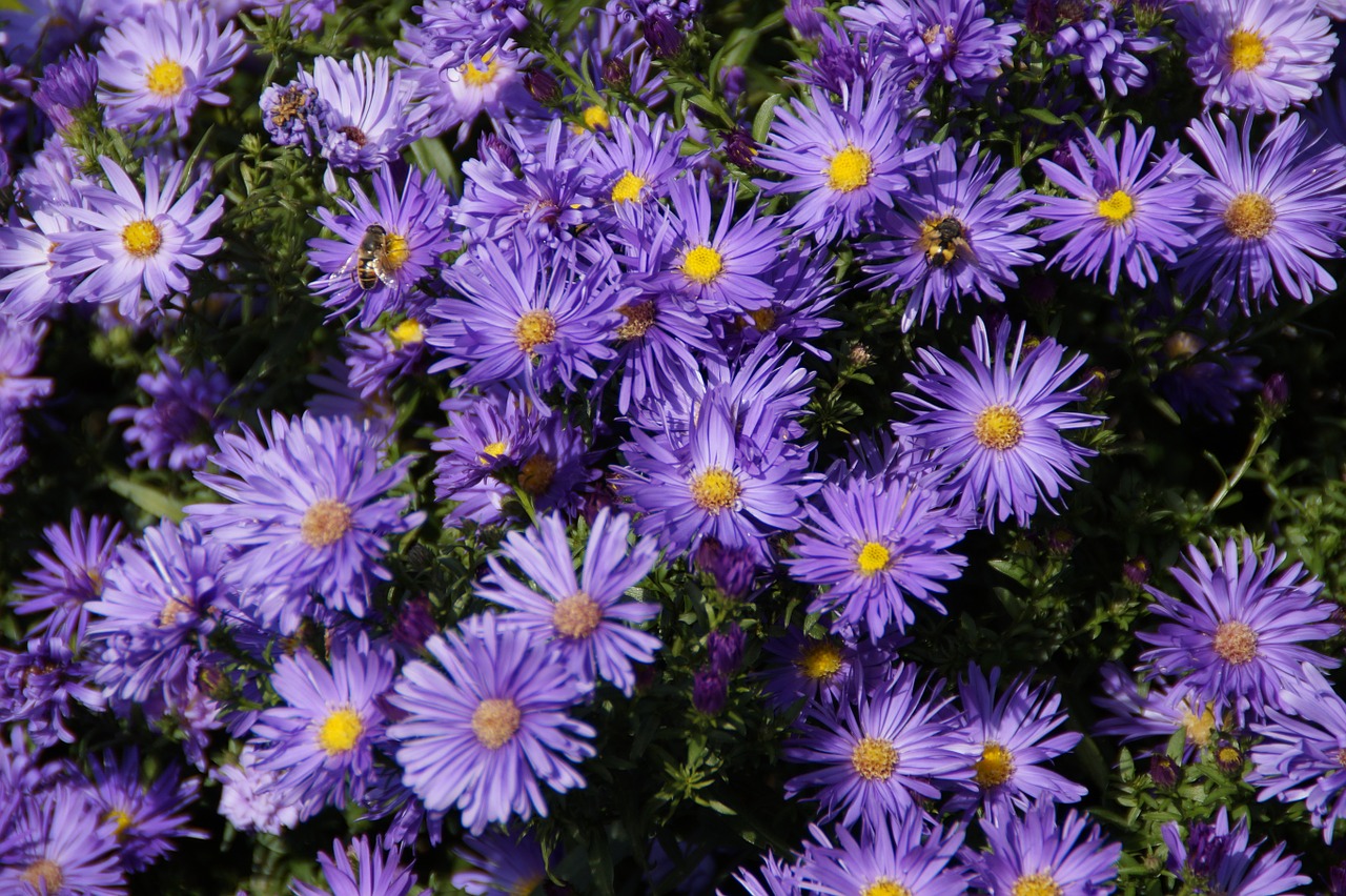 asters blue flowers flowers free photo