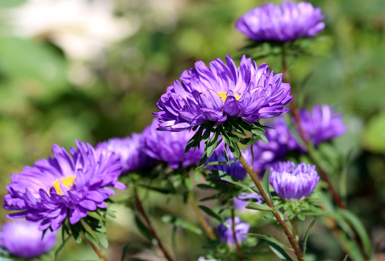 asters purple asters summer free photo