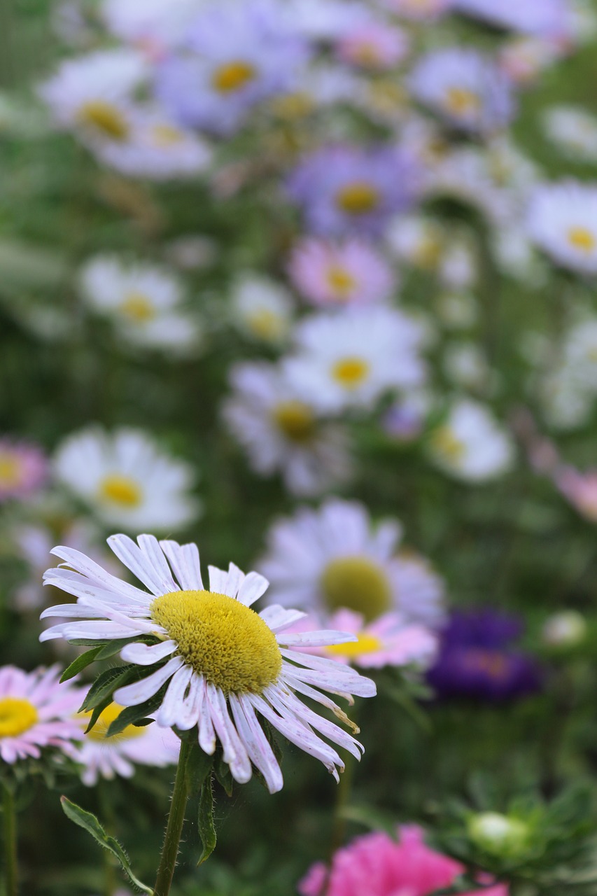 asters flowers astra free photo