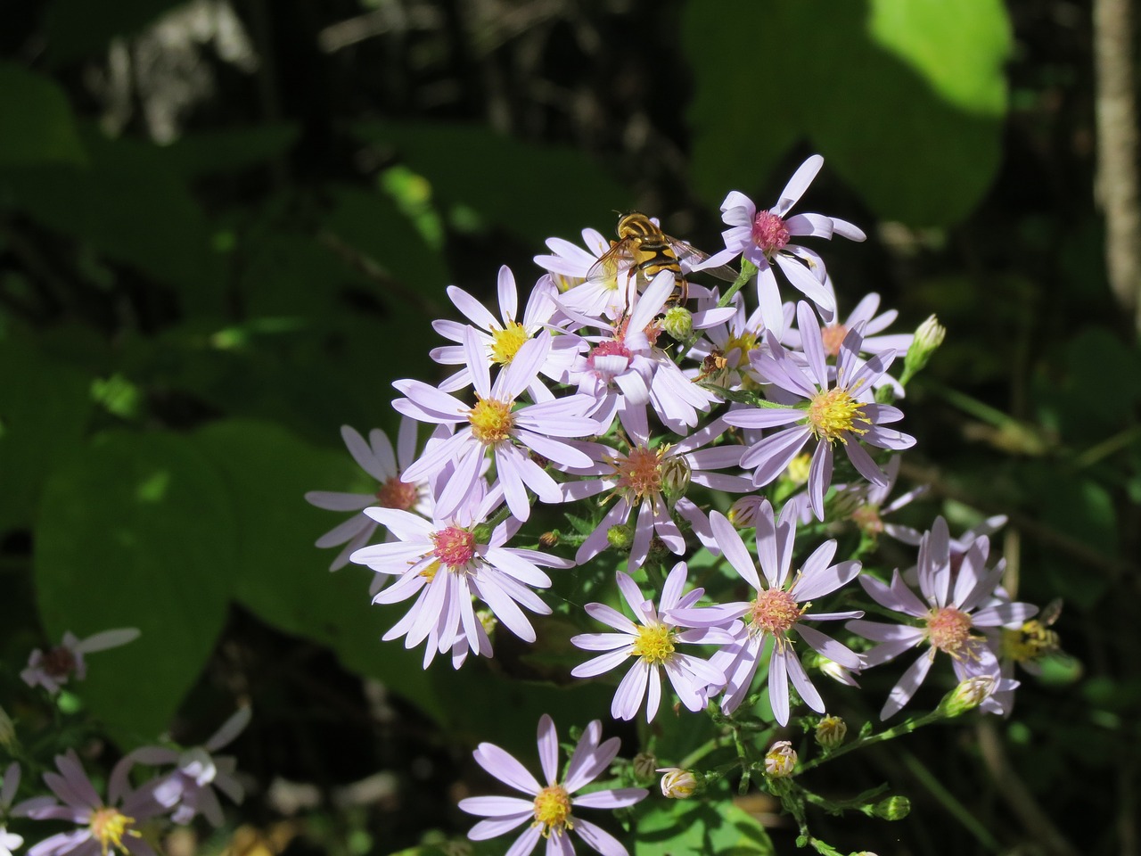 asters bee blossom free photo