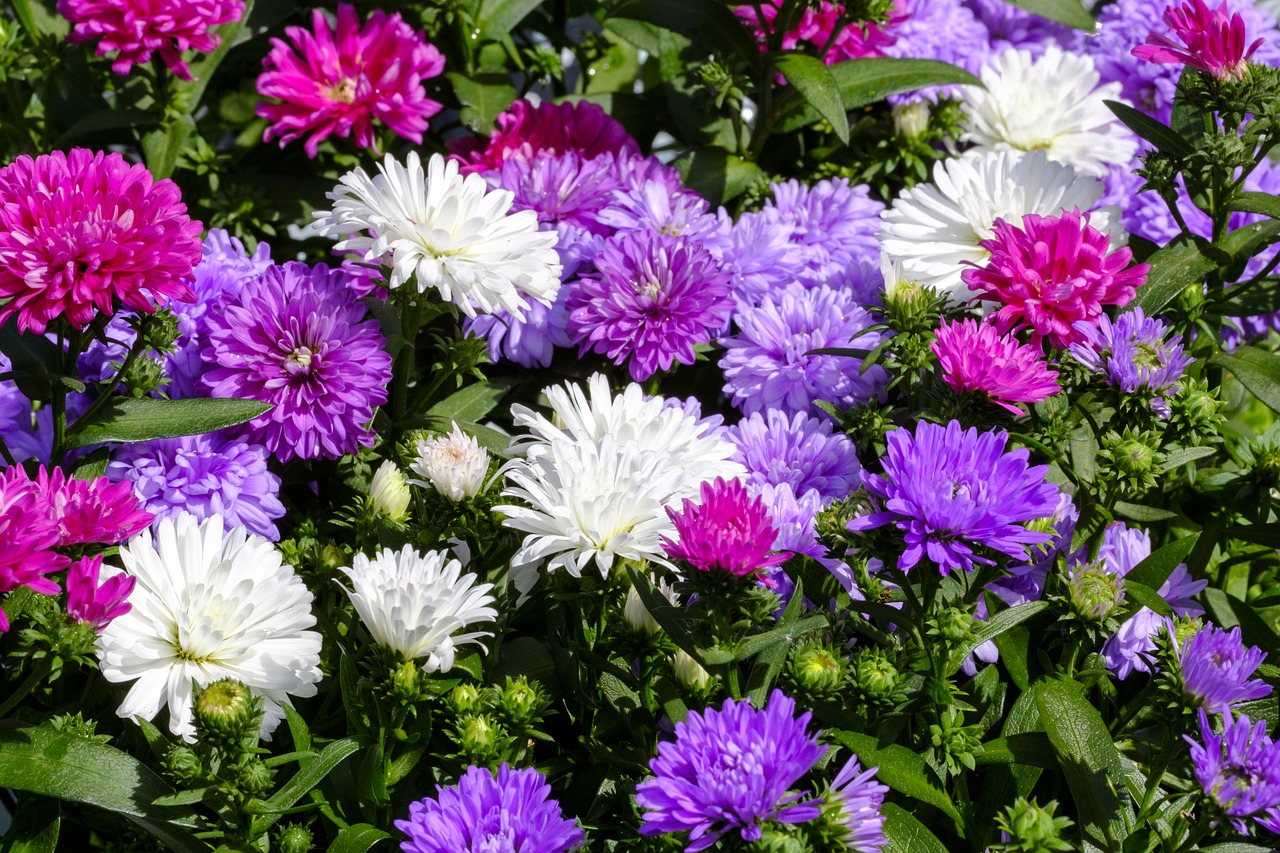 asters  dwarf asters  composites free photo