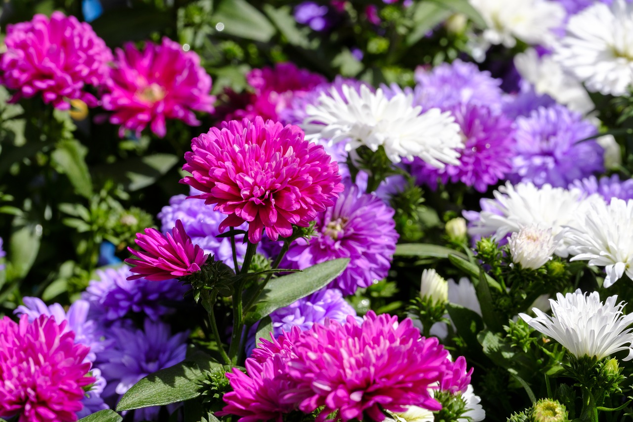 asters  dwarf asters  composites free photo