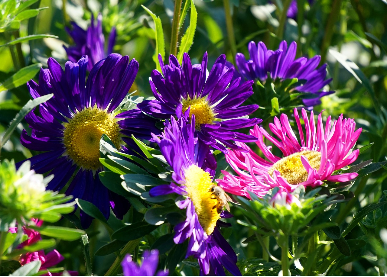 asters  flowers  blossom free photo