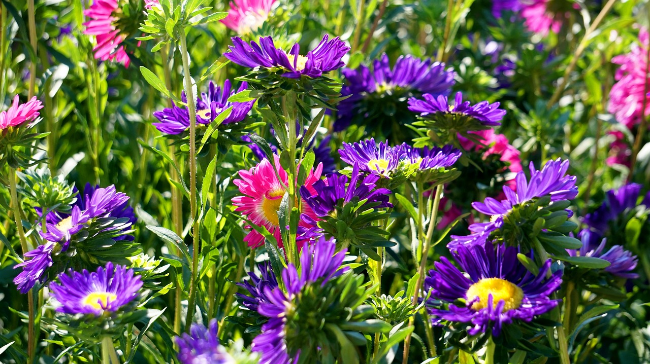 asters  blossom  bloom free photo