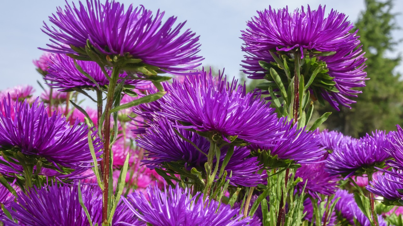 asters  flowers  garden free photo