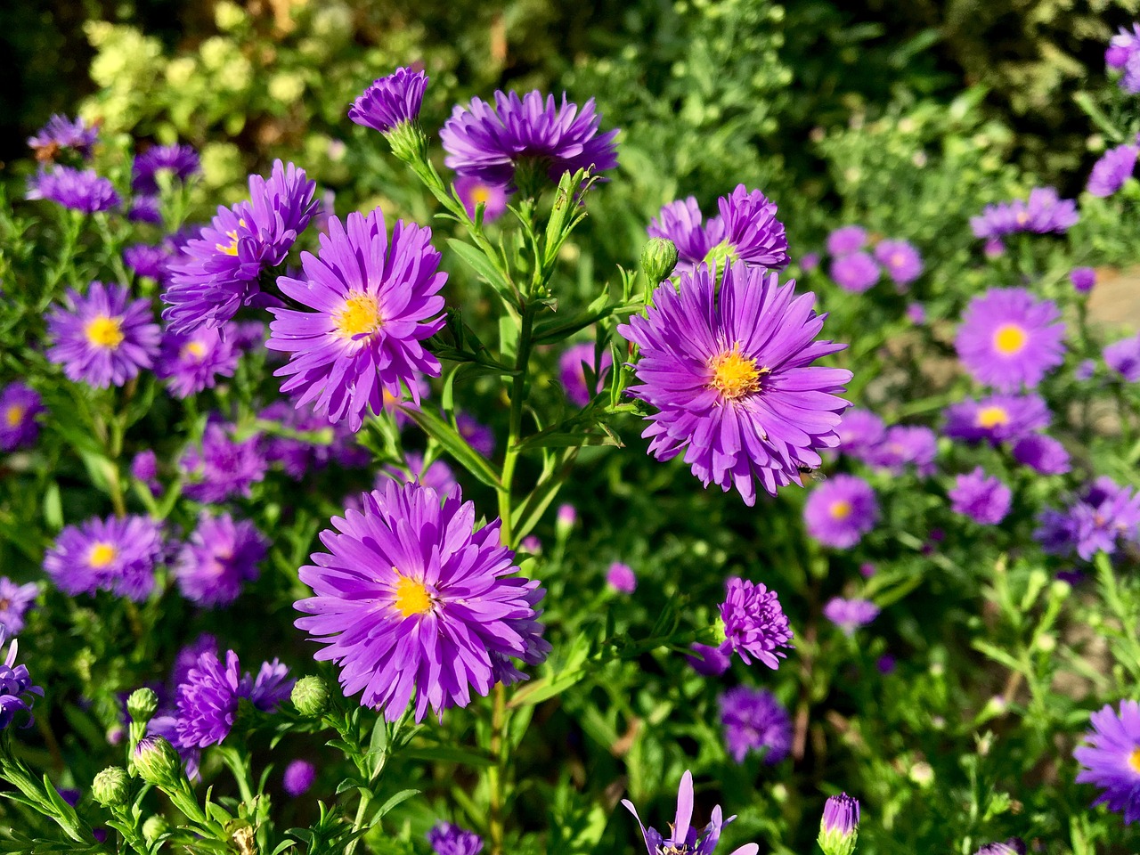 asters  flower  autumn free photo