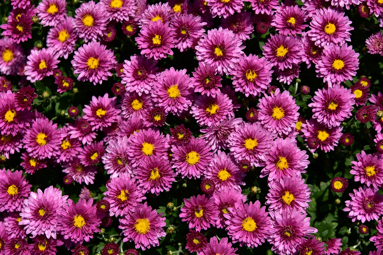 asters  flowers  close up free photo