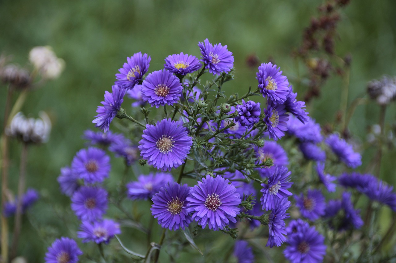 asters  flower  garden free photo