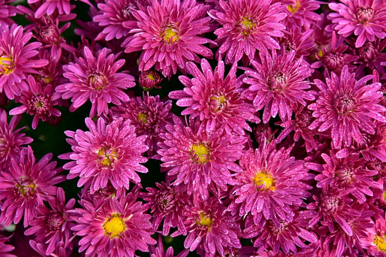 asters  flowers  pink free photo