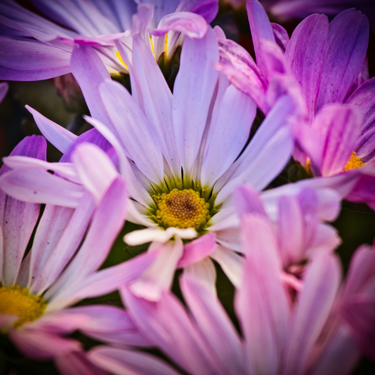asters  bright  blossom free photo