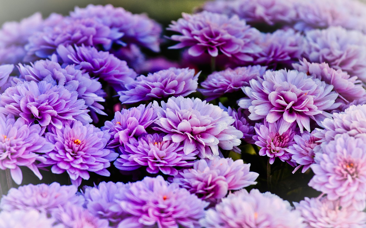 asters  bright  blossom free photo