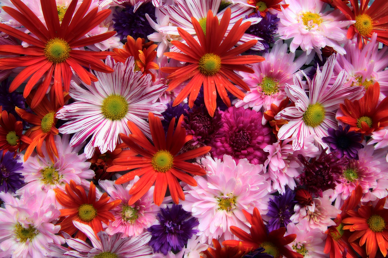 asters  flowers  summer free photo