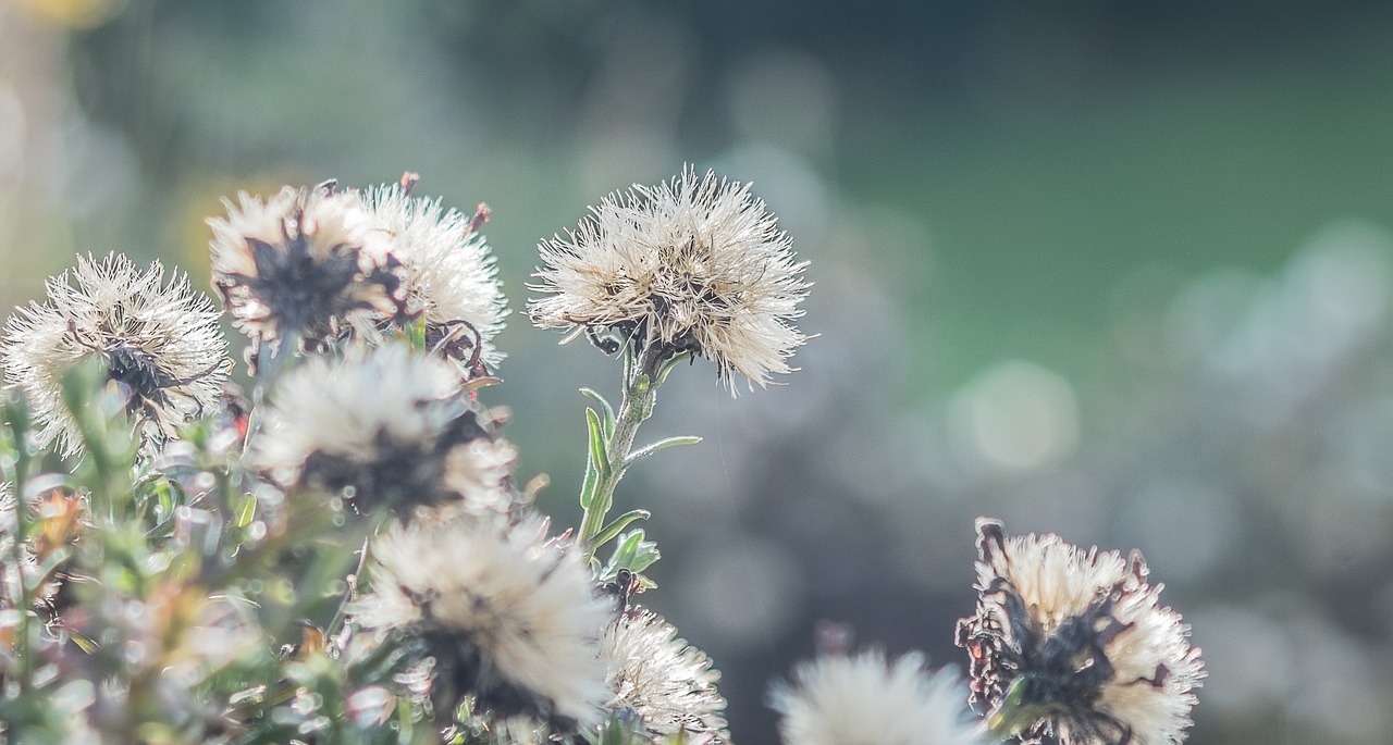 asters  seeds was  shrub free photo