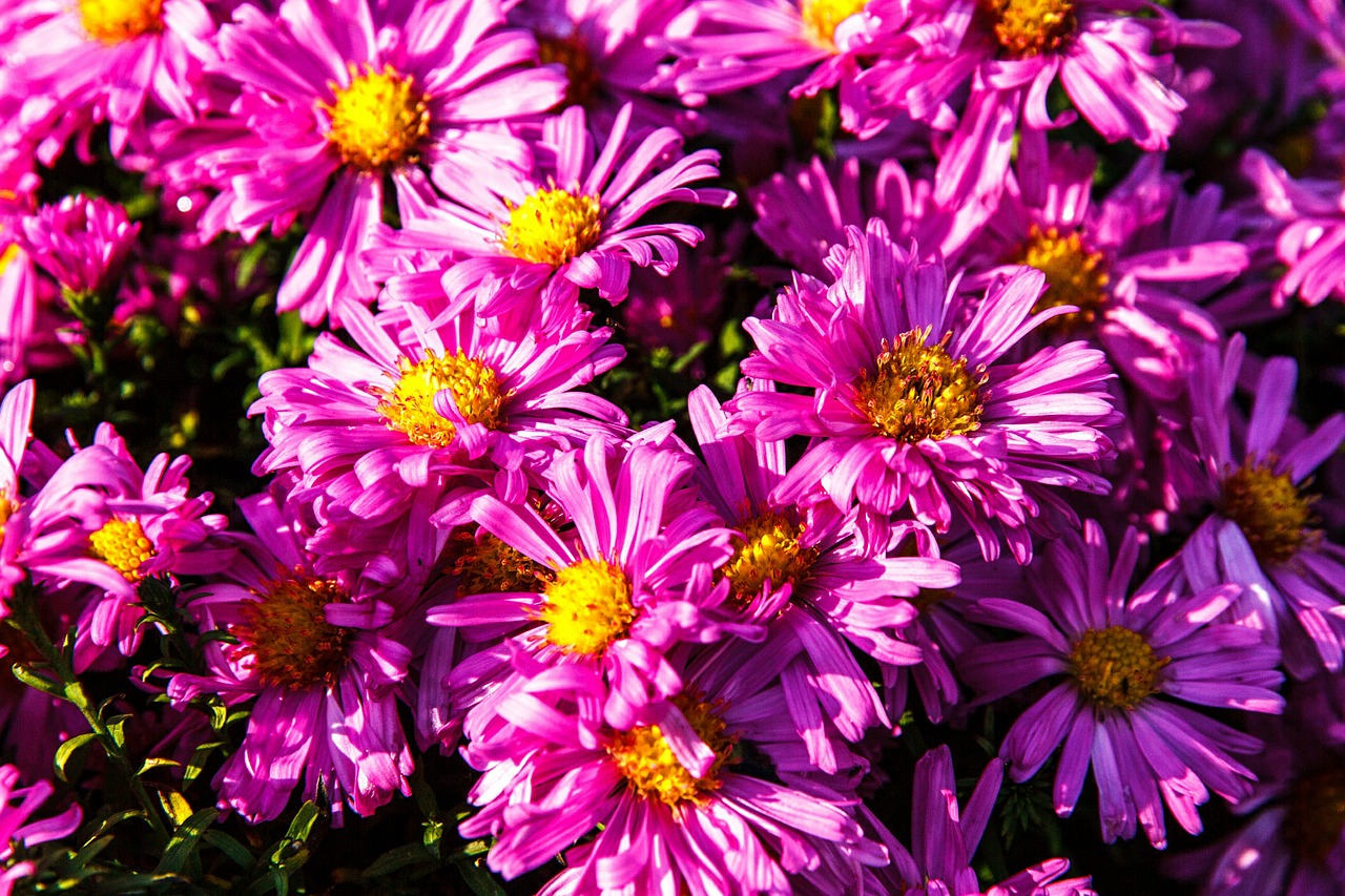 asters pink flowers free photo