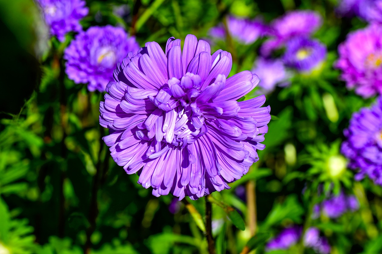 asters  flowers  flora free photo