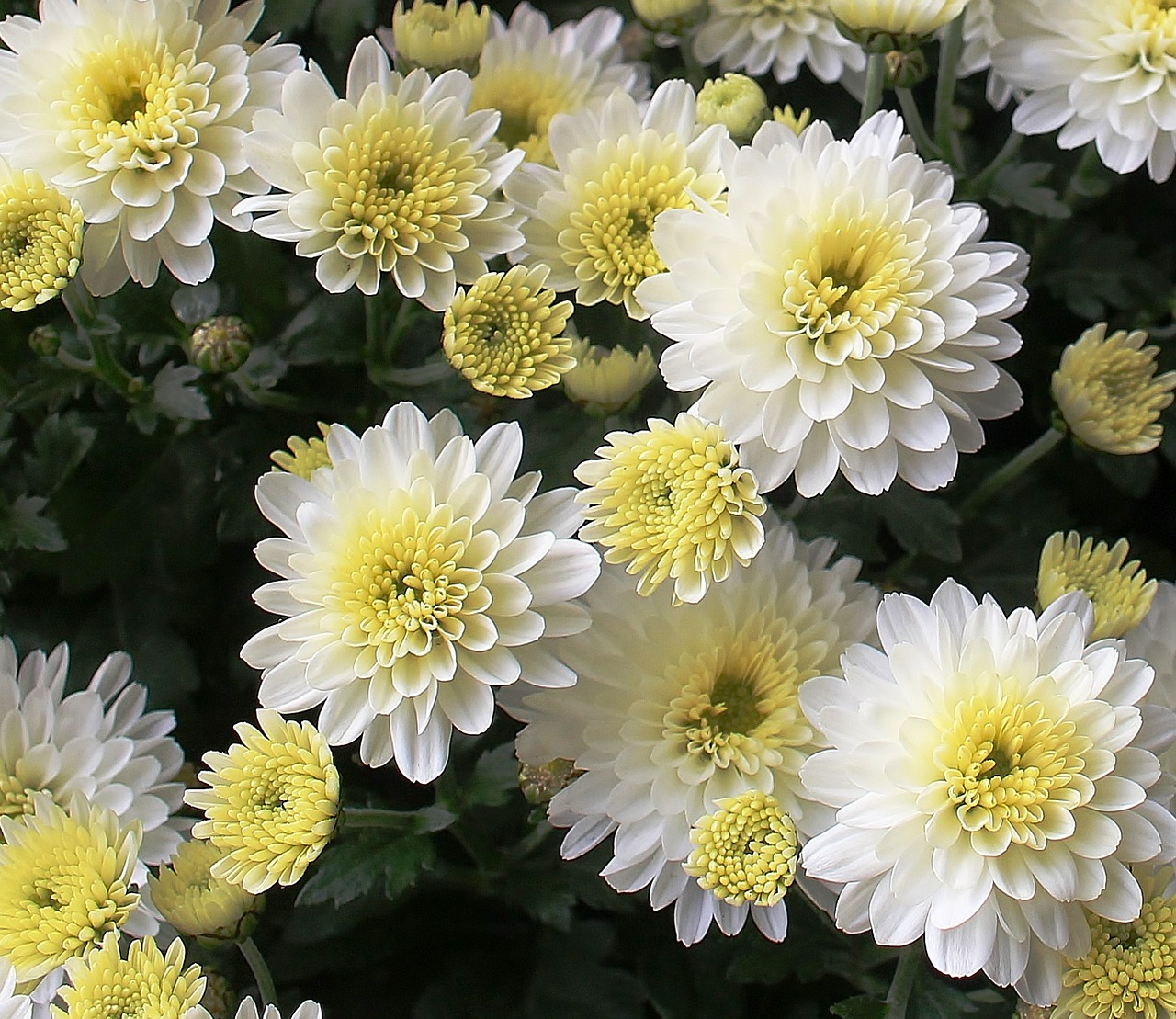 asters flowers bloom free photo