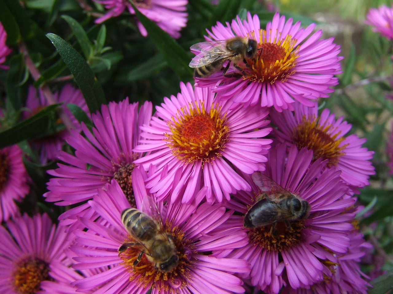 asters bees late summer free photo